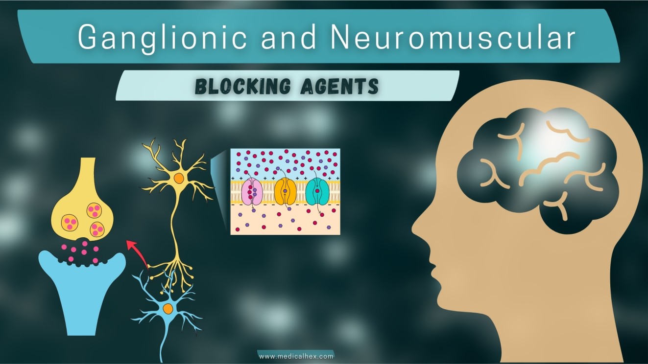 Ganglionic and Neuromuscular-Blocking Agents