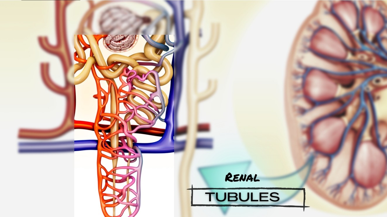 Renal Tubule Loop Of Henle Proximal Convoluted Tubule And Distal Tubules