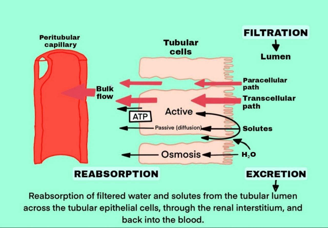 Mechanisms of reabsorption 