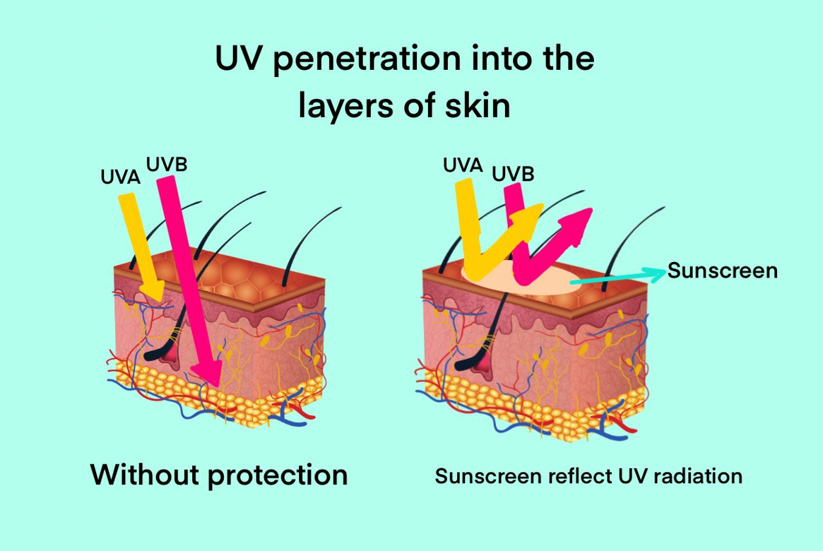 UV penetration into the layers of skin