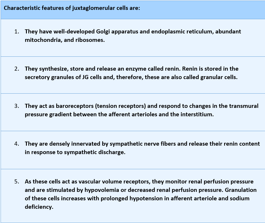 Characteristic features of juxtaglomerular cells are