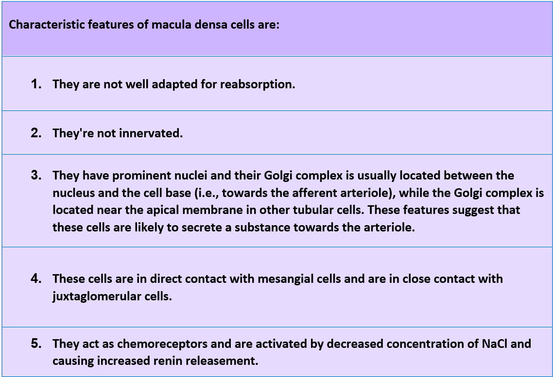 Characteristic features of macula densa cells are