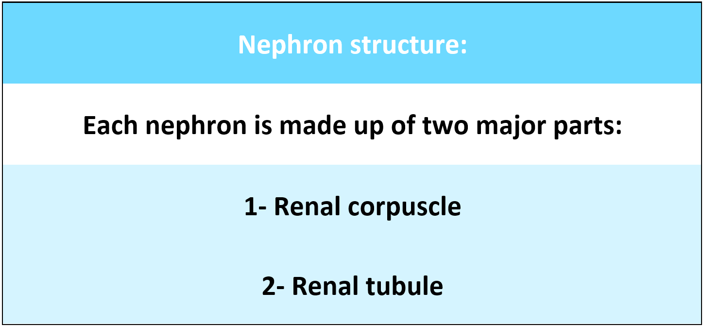 nephron structure