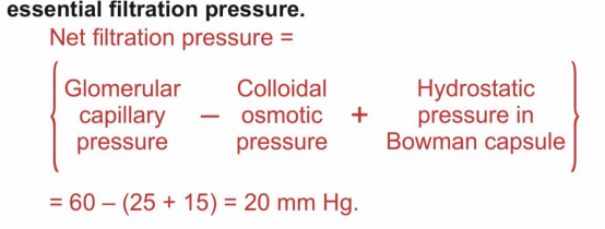 net filtration pressure