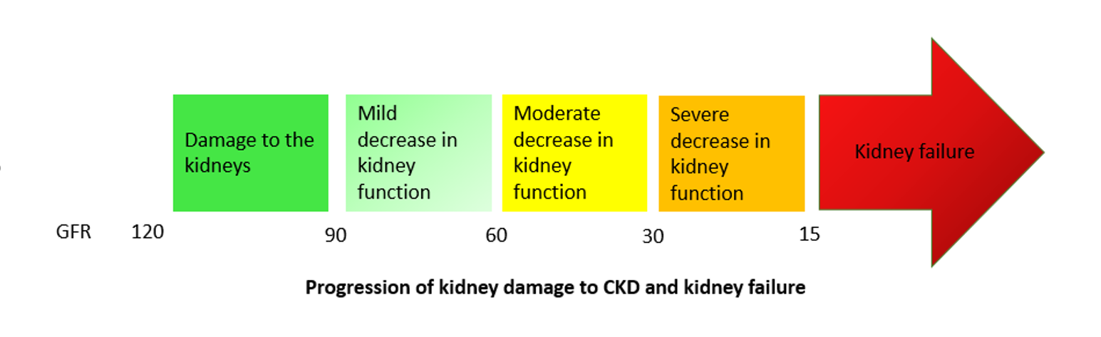 progression of kidney damage to ckd and kidney failure