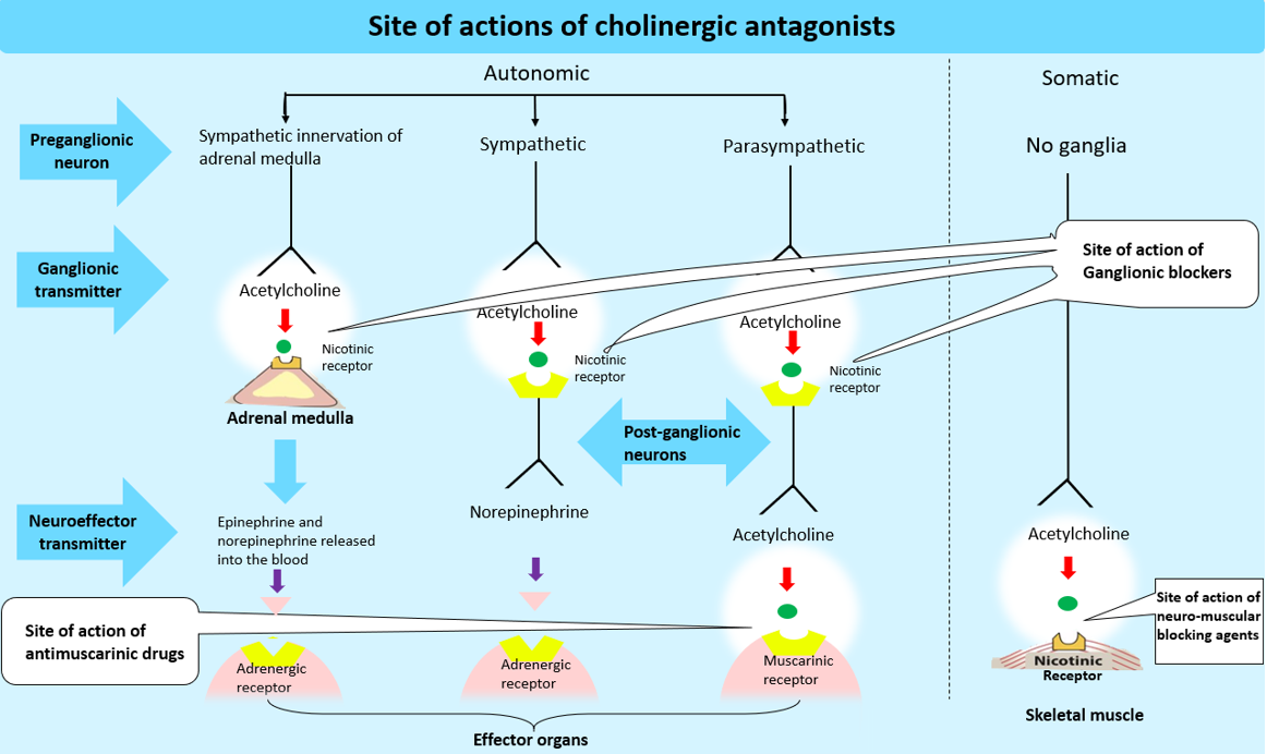 site of actions of cholinergic antagonists