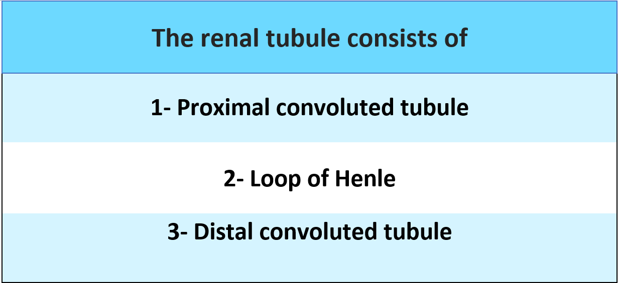 The renal tubule consists of