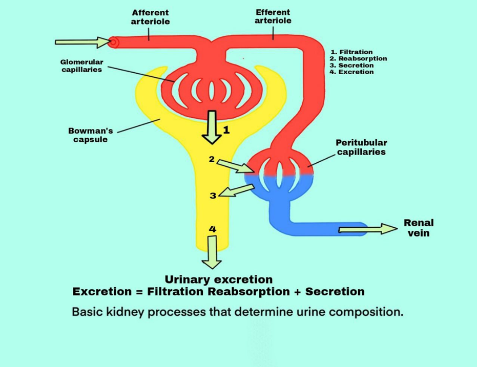 urinary excretion rate figure